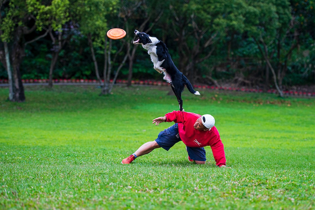 Border collie - zabawka dla psa