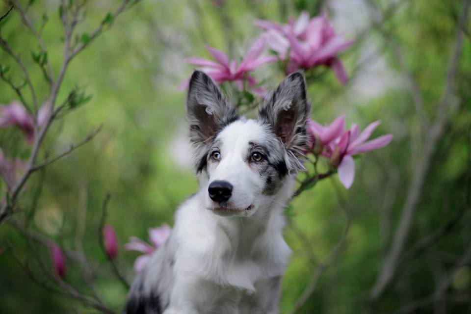 Border collie - żywienie