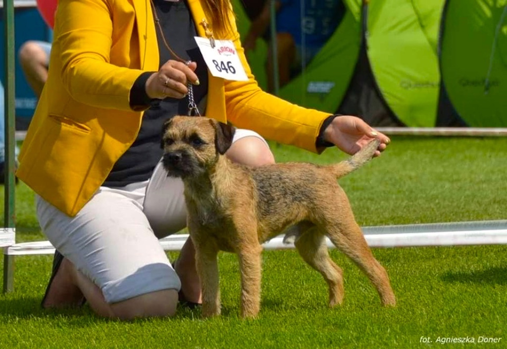 Border terrier - choroby