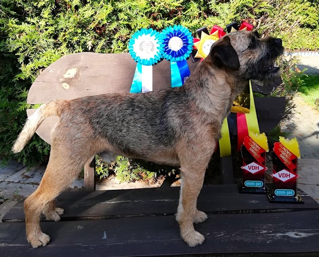 Border terrier - pielęgnacja