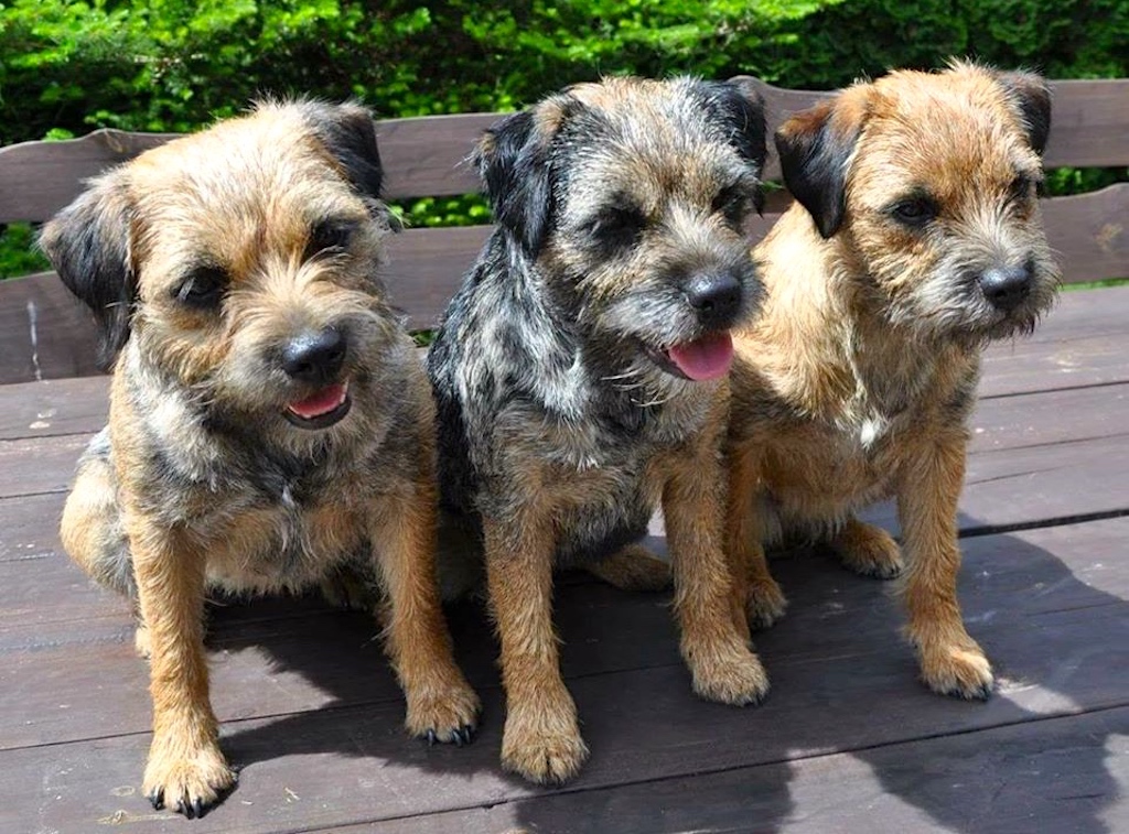 Border terrier - umaszczenie