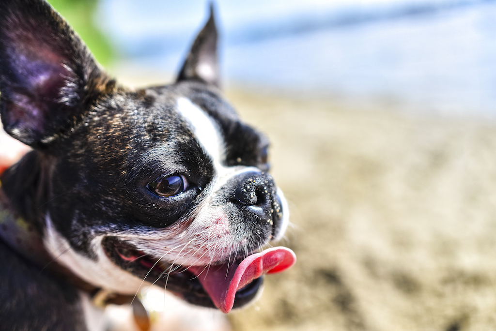 Boston terrier - charakter