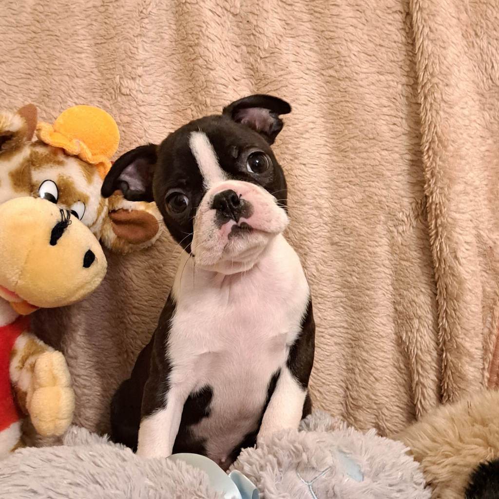 Boston terrier - hodowla