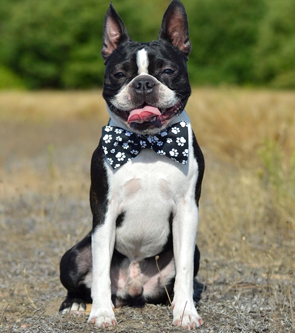 Boston terrier - pielęgnacja