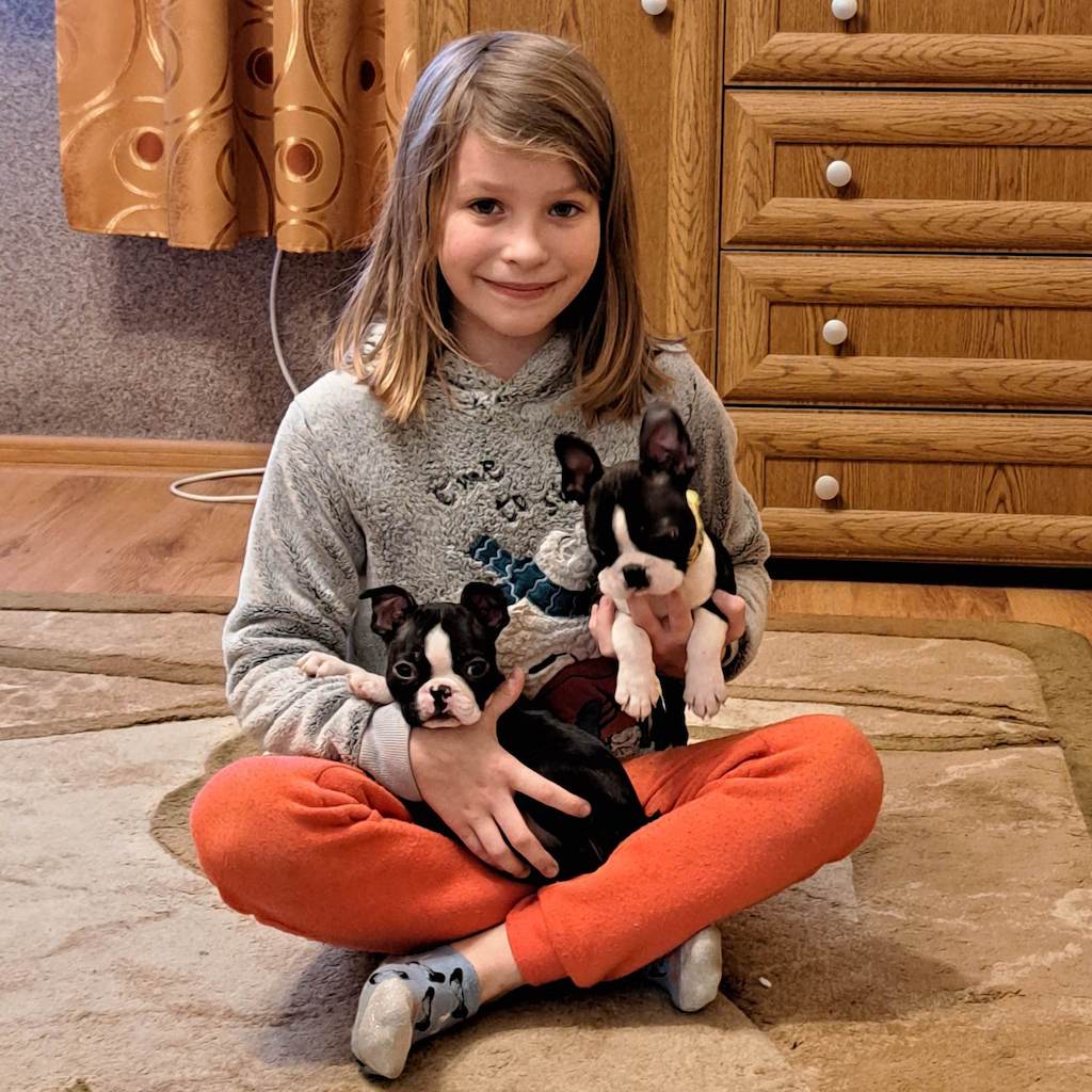 Boston terrier - hodowla