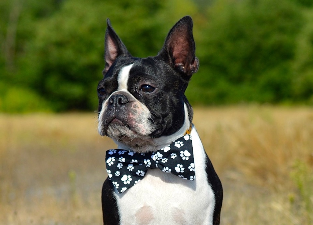 Boston terrier - umaszczenie