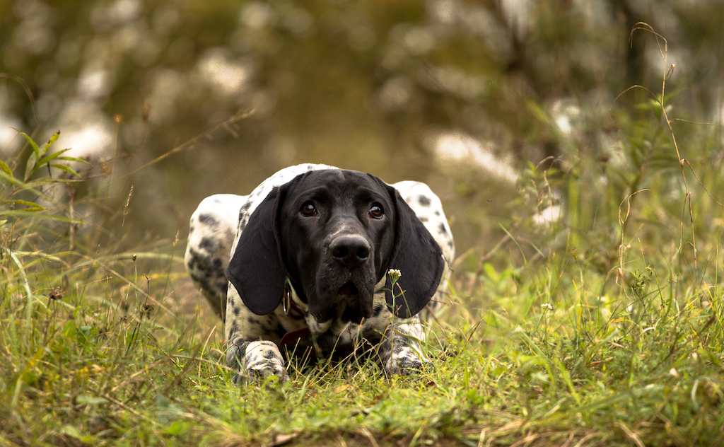 Braque d’Auvergne - pielęgnacja