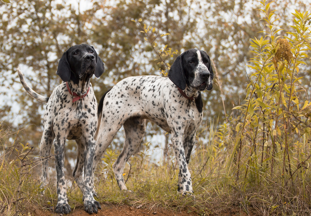 Braque d’Auvergne - umaszczenie