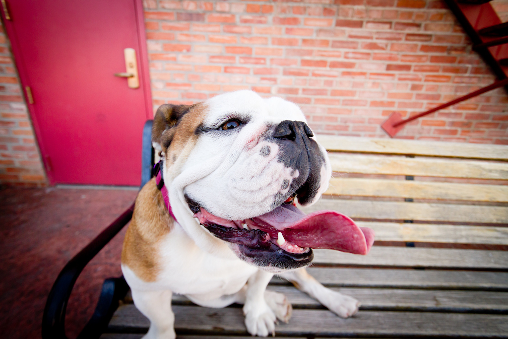 Buldog angielski - charakter