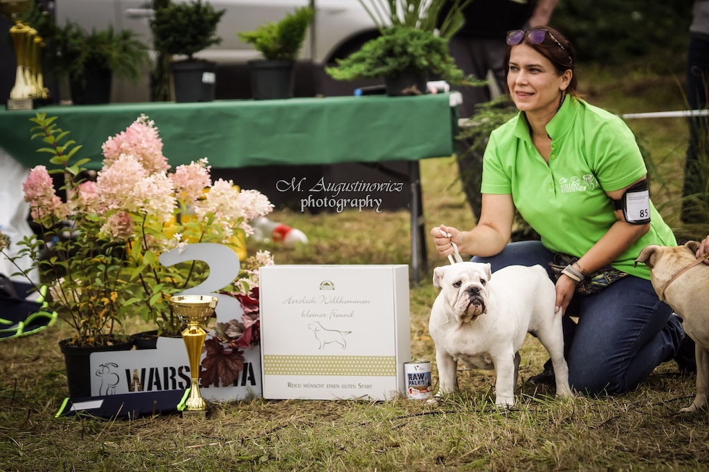 Buldog angielski - hodowla