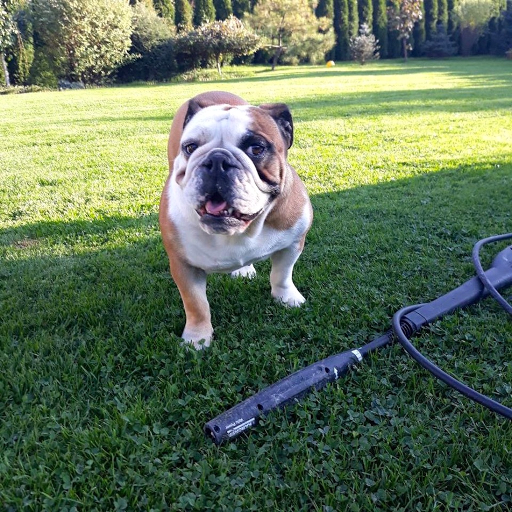 Buldog angielski - pielęgnacja