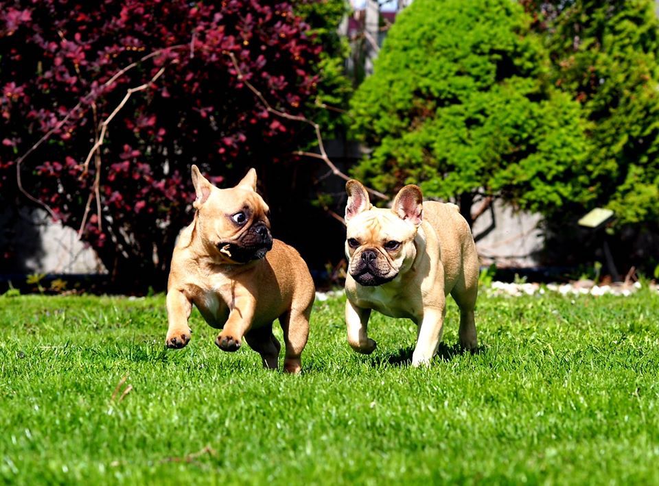 Buldog francuski - charakter