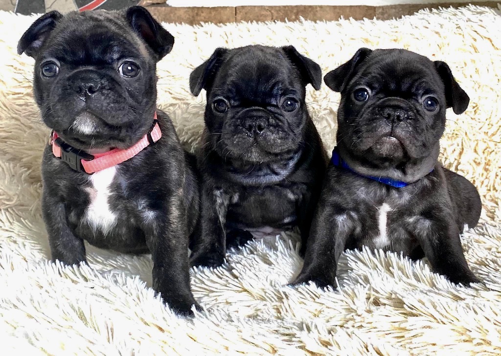 Buldog Francuski - hodowla