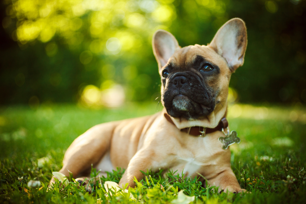 Buldog francuski - pielęgnacja