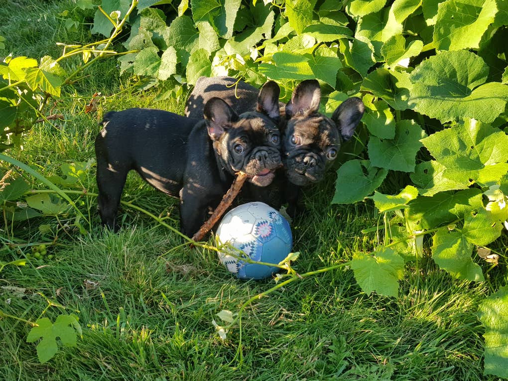 Buldog francuski - szczeniaczki