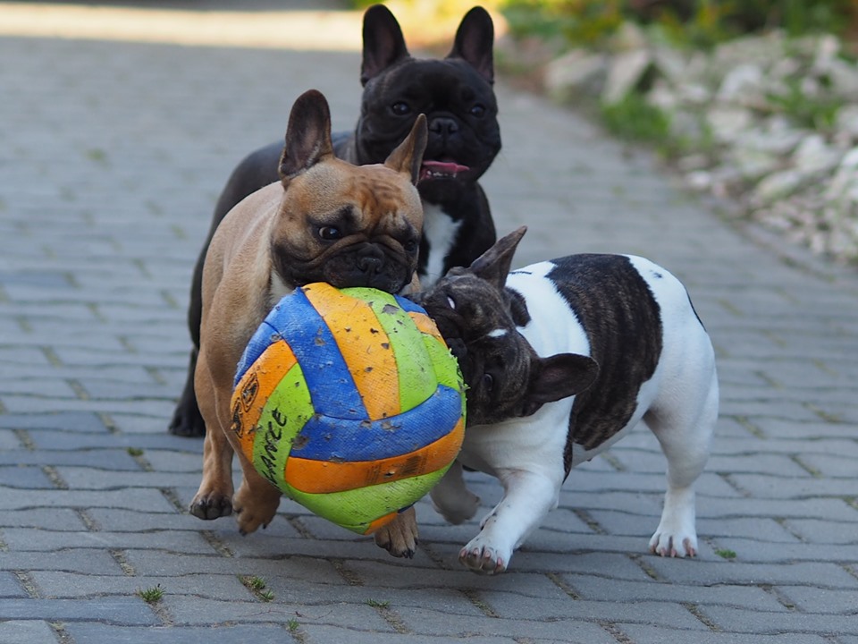 Buldog francuski - umaszczenie