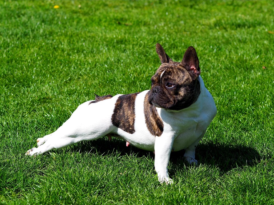 Buldog francuski - żywienie