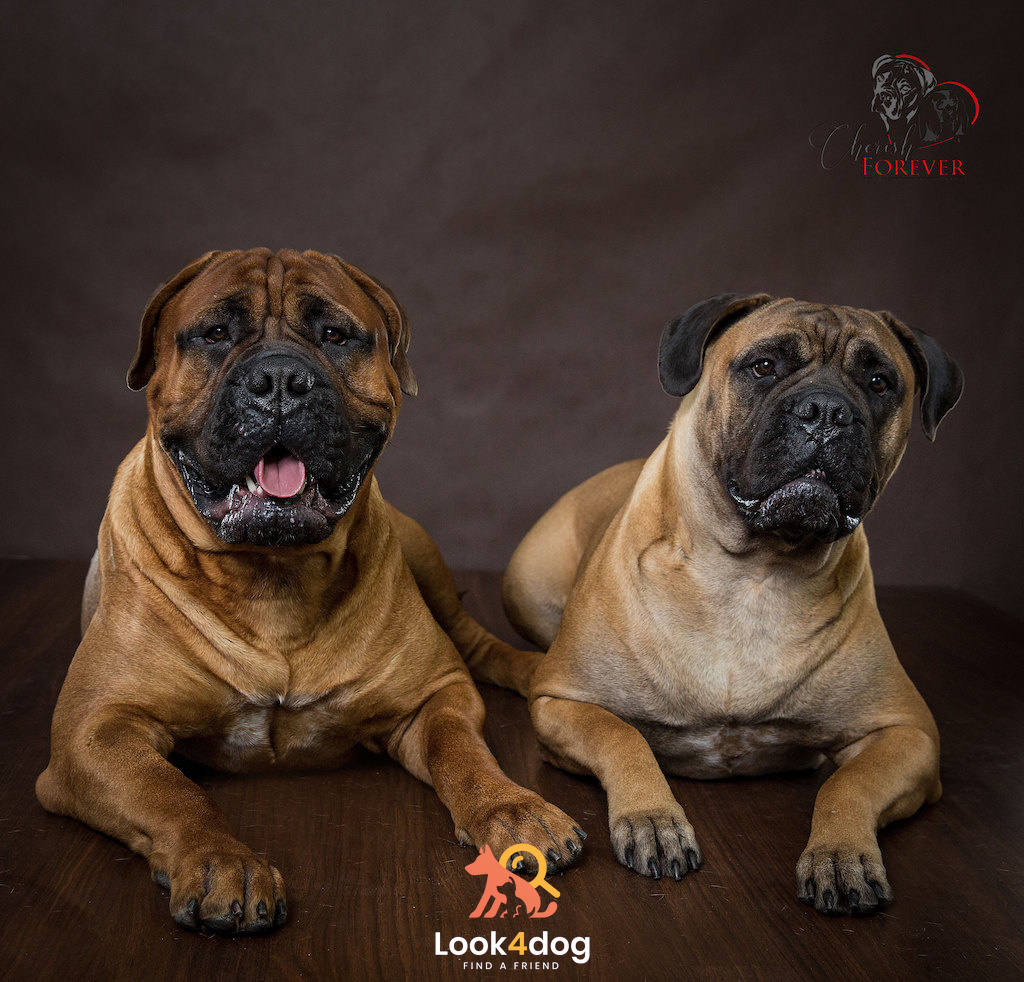 Bullmastiff - charakter