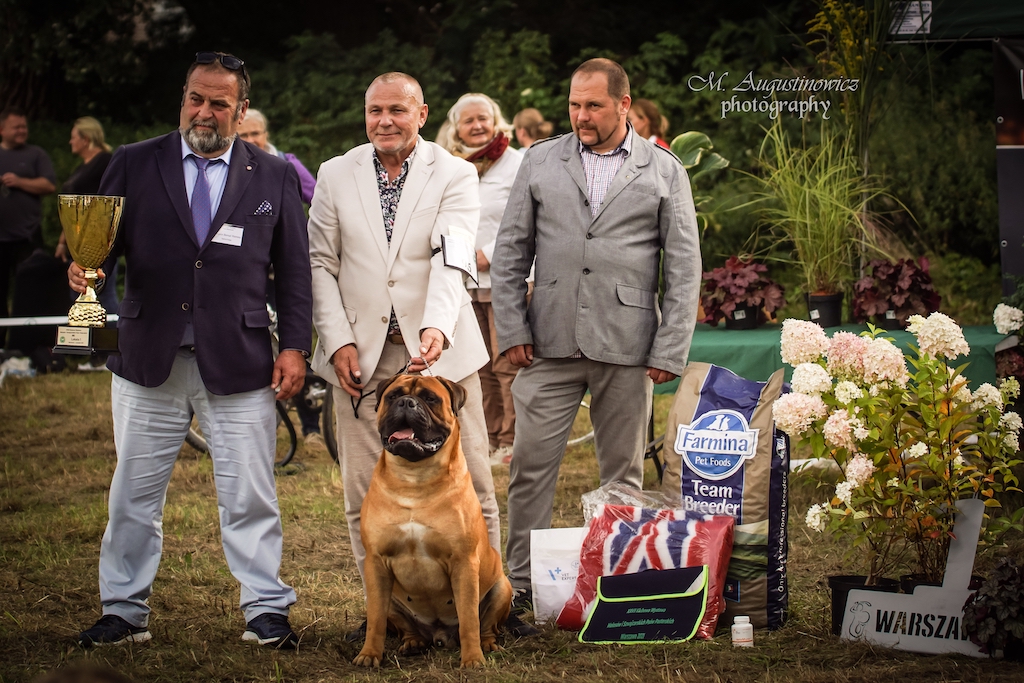 Bullmastiff - hodowle