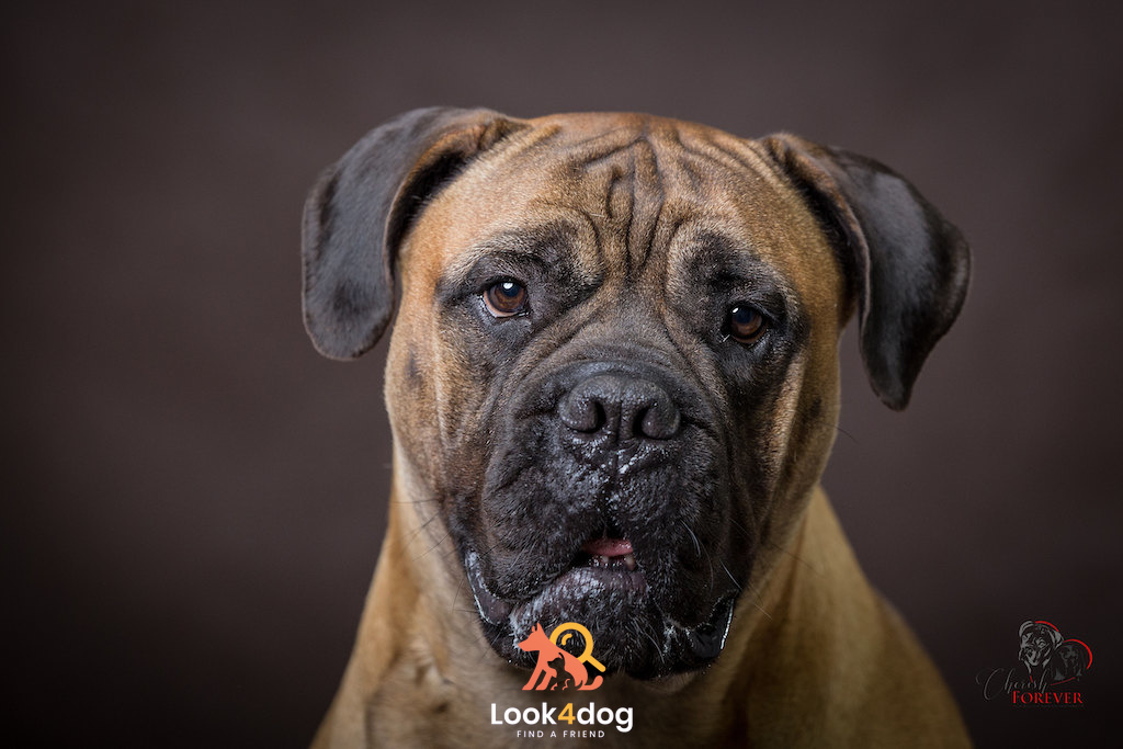 Bullmastiff - pielęgnacja