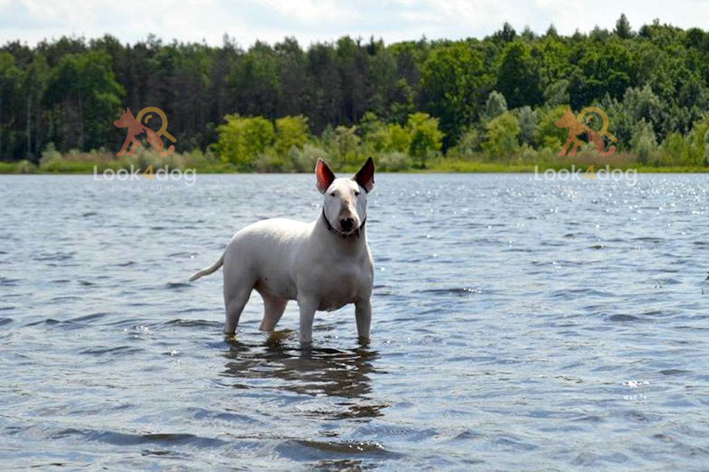 Bulterier - charakter
