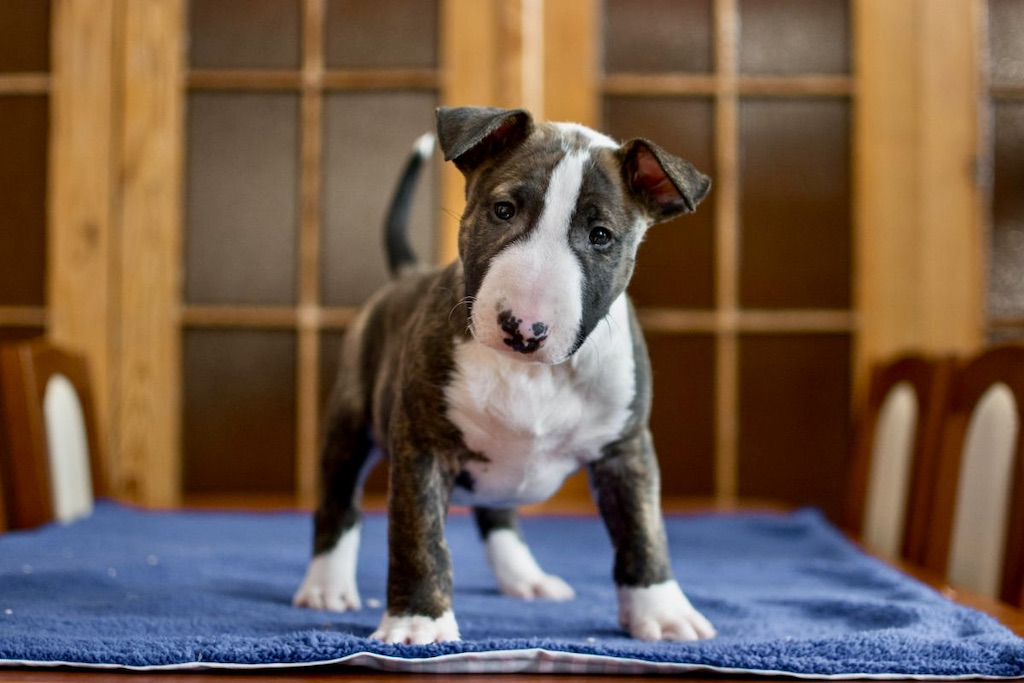 Bulterier - hodowla