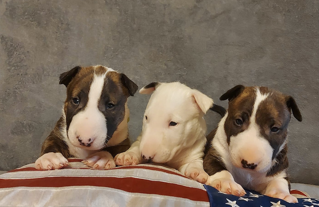 Bulterier - szczeniaki