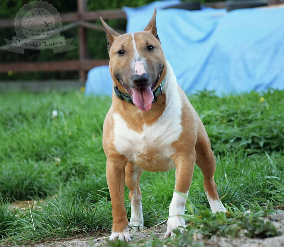 Bulterier miniaturowy - charakter