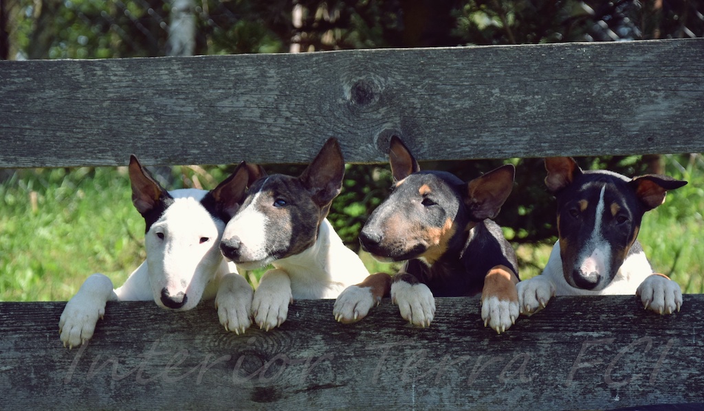 Bulterier miniaturowy - umaszczenie