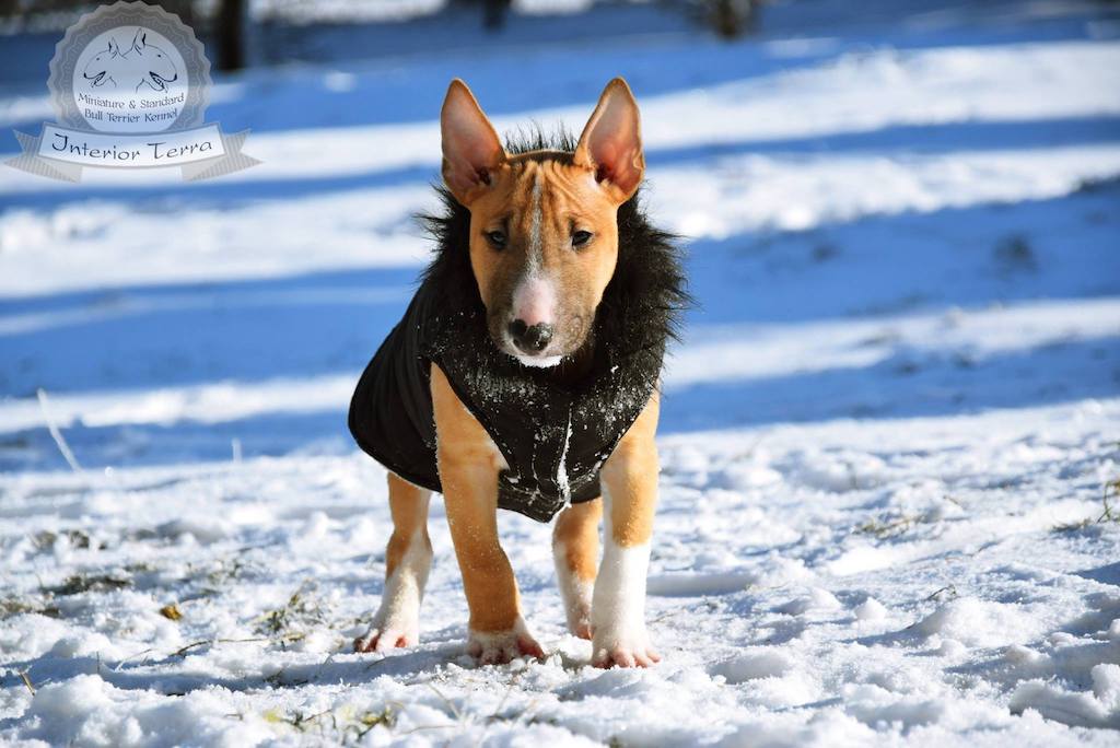 Bulterier miniaturowy - żywienie