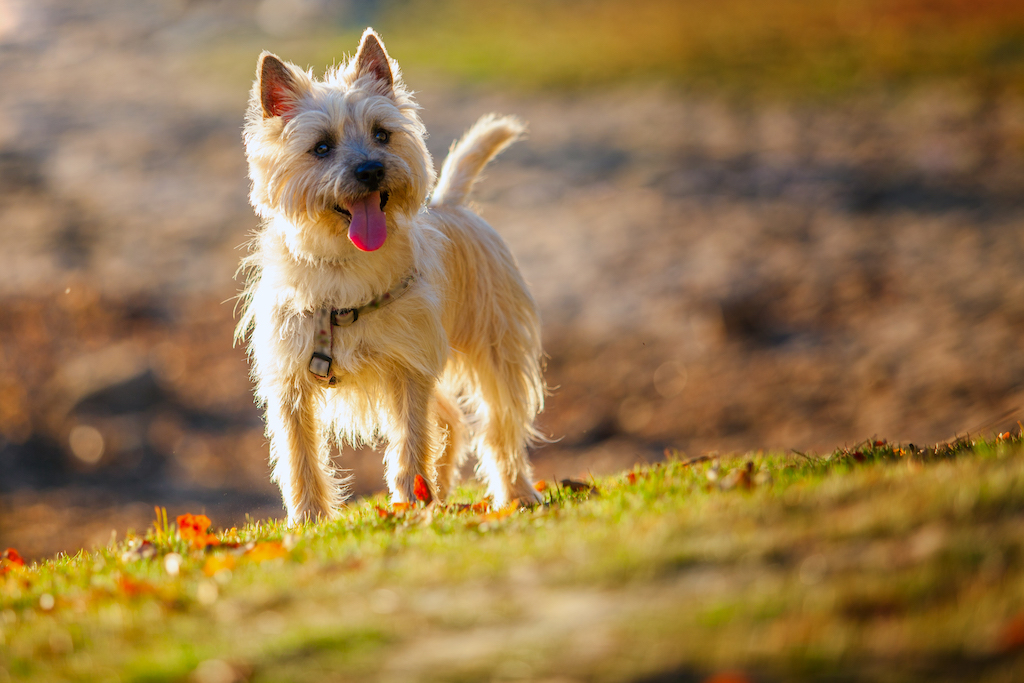 Cairn terrier - charakter