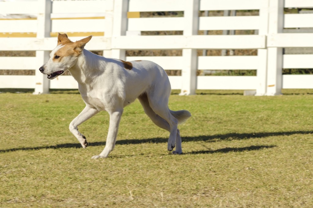 Canaan Dog - charakter