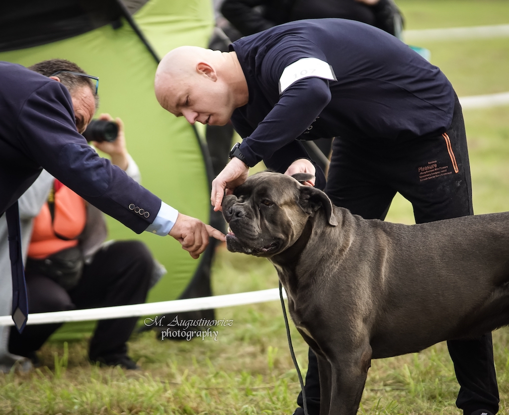 Cane Corso - hodowla