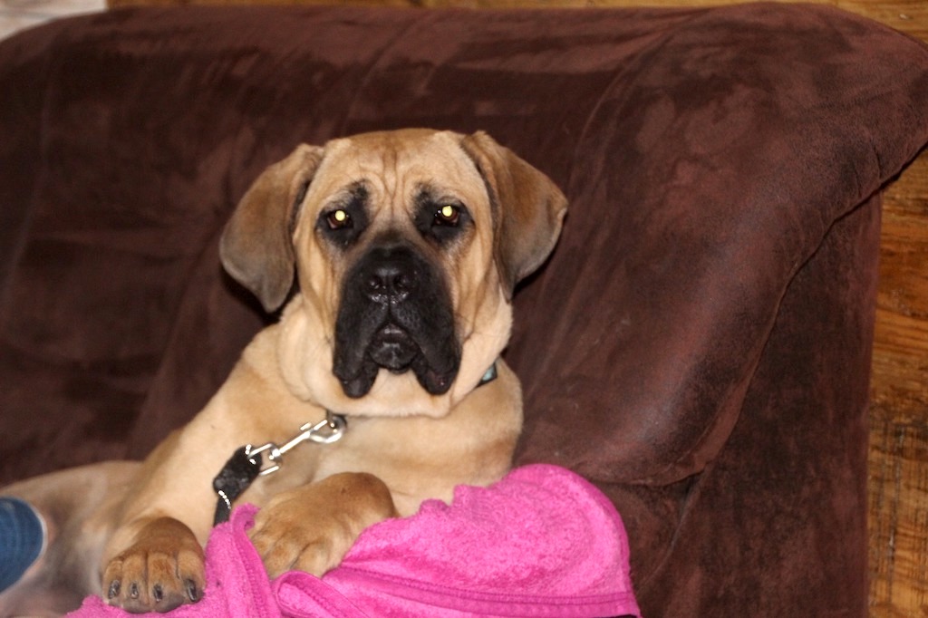 Cane Corso Stary Bór hodowla zdjęcie kanapa