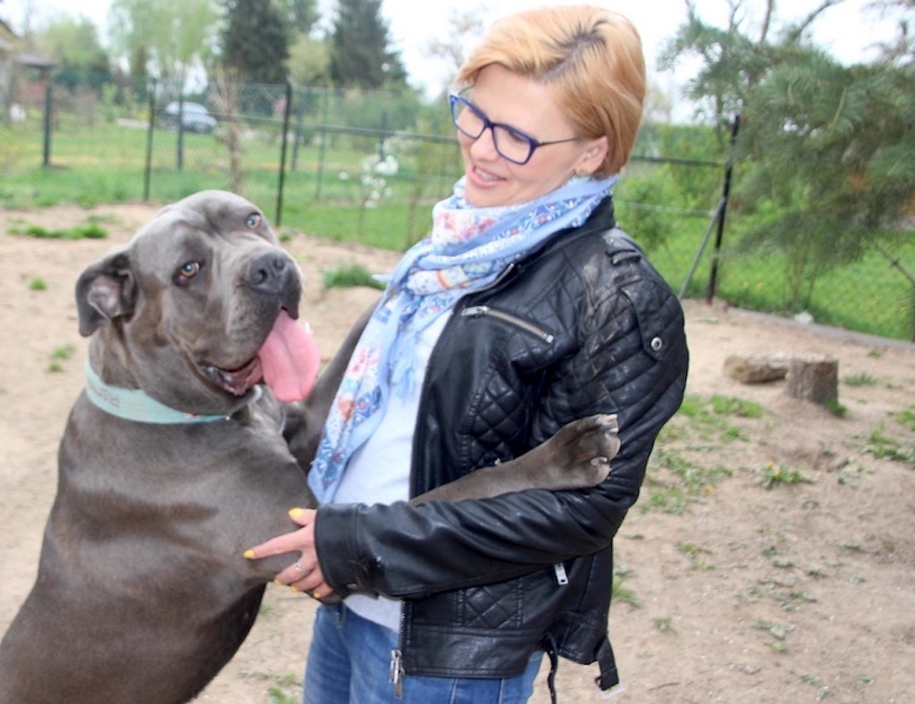 skacząca suczka cane corso