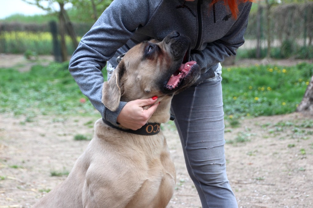 Cane Corso Stary Bór hodowla zdjęcie siedzący