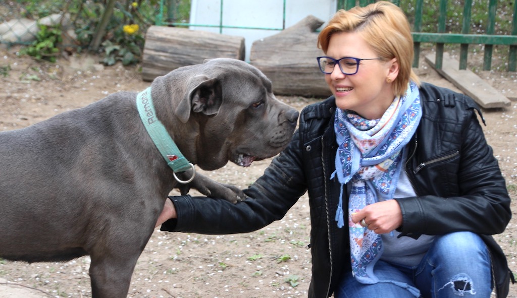 Cane Corso zdjęcie błękitna suczka