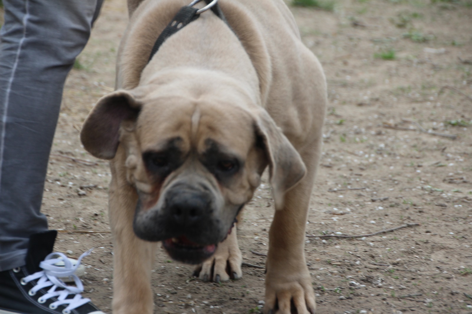 Cane Corso Stary Bór hodowla zdjęcie podwórko