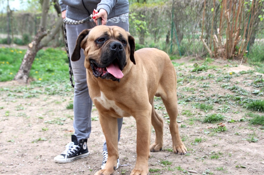 Cane Corso uśmiechnięty zdjęcie