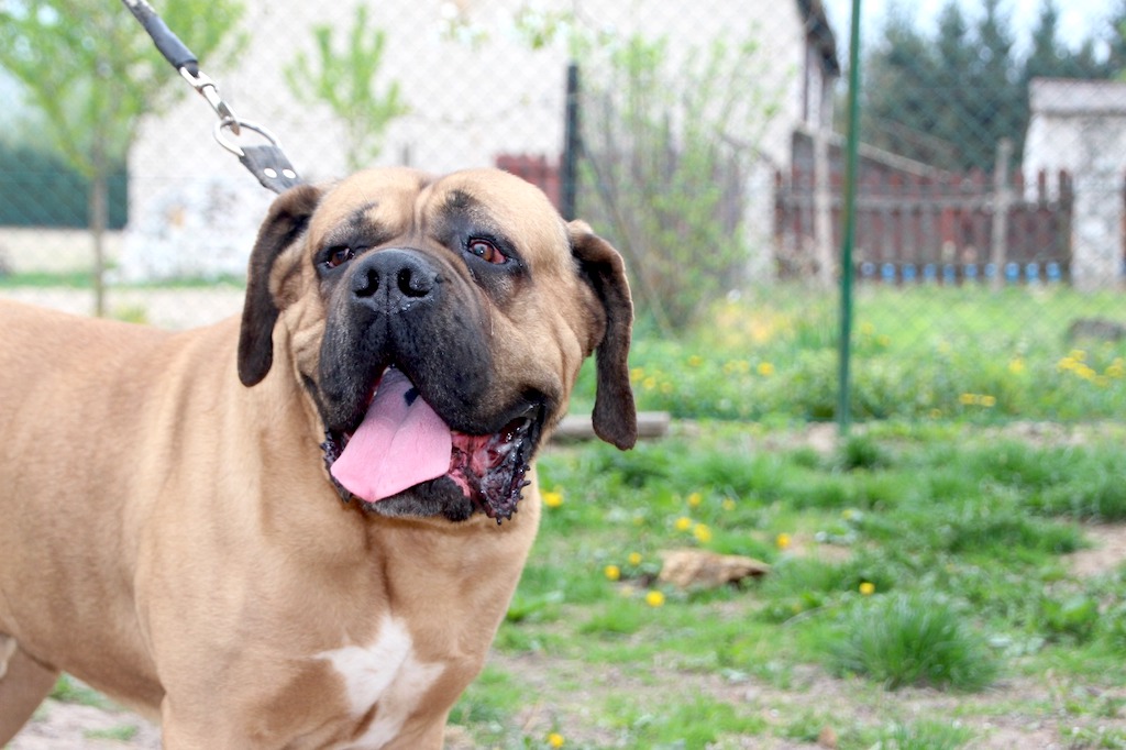 Cane Corso Stary Bór hodowla zdjęcie na zewnątrz