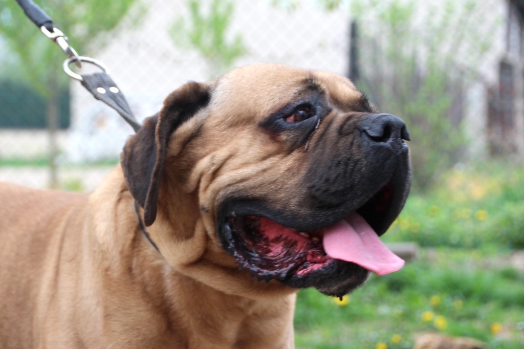 Cane Corso zapatrzony zdjęcie