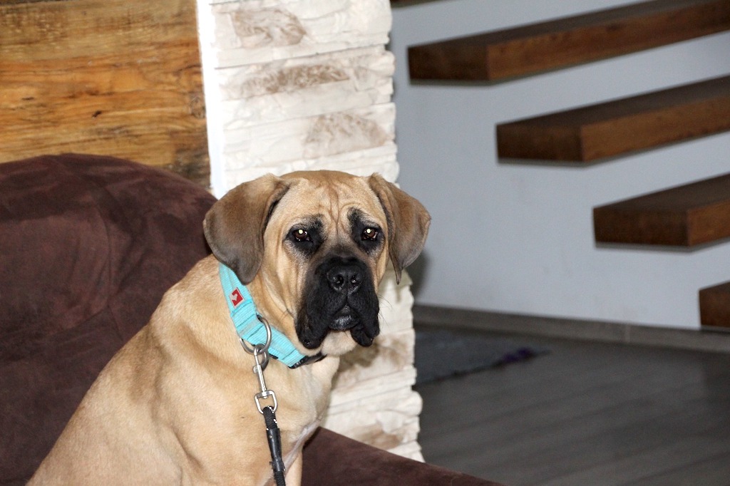 Cane Corso suczka zdjęcie kanapa Stary Dwór hodowla