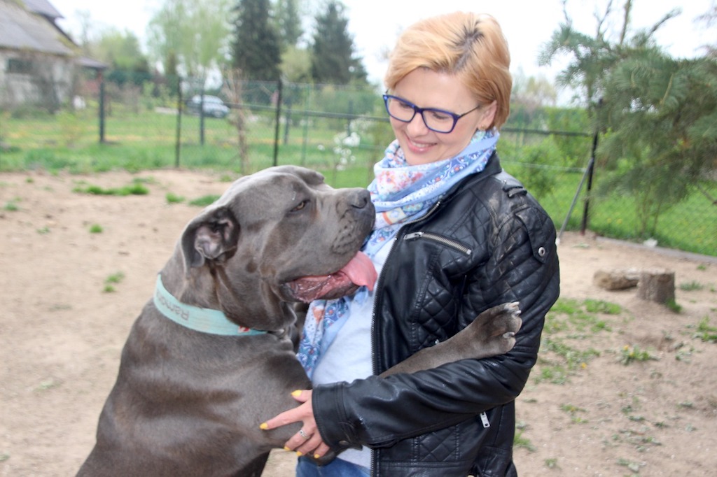 Cane Corso Stary Bór suczka błękitna