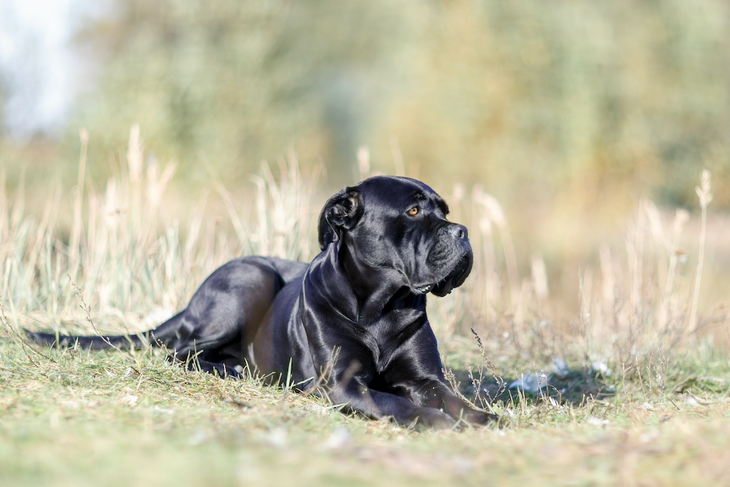 Cane corso - charakter