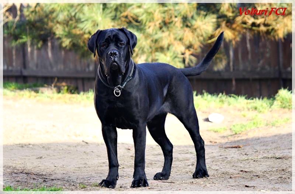 Cane corso - charakter