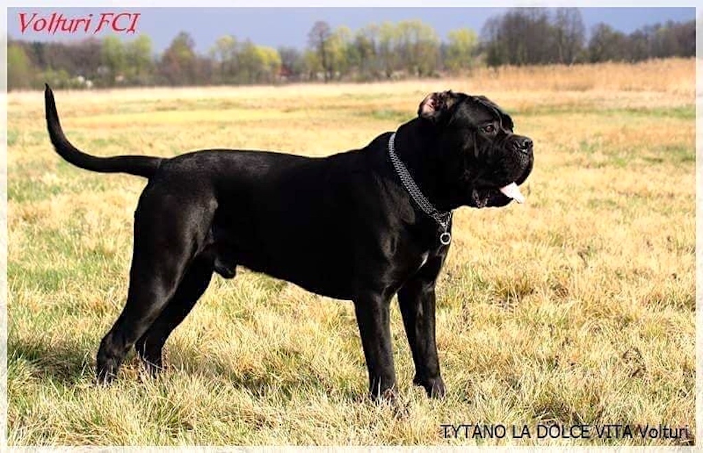 Cane corso - umaszczenie