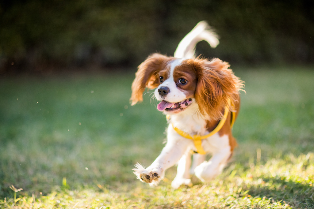 Cavalier King Charles Spaniel - charakter