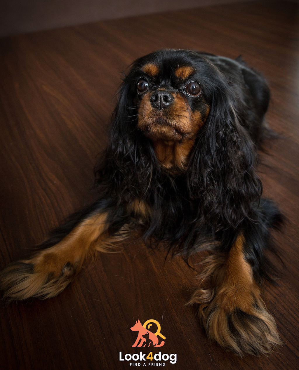 Cavalier King Charles Spaniel - charakter