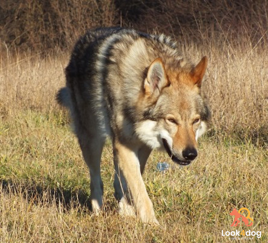 Ceskoslovensky vlcak (Wilczak czechosłowacki) - charakter