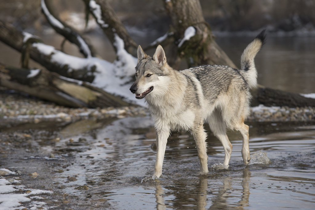 Ceskoslovensky vlcak (Wilczak czechosłowacki) - charakter